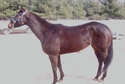 ��õ���� ����