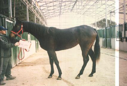 ����õ�� ����