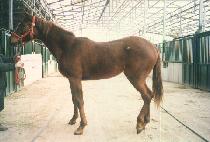 �����÷��� (DOUBLE PLUS) ����