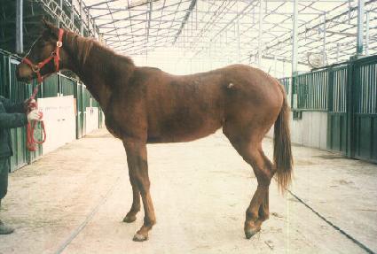 �����÷��� ����