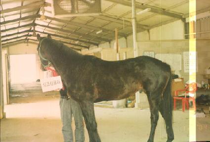 ���ڽַ̱� ����