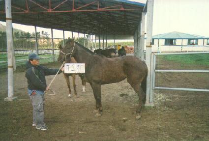 ����ĳġ ����