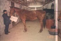 ���ٸ��� (LIL ALICE) ����