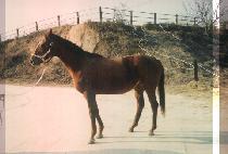 �������� (EMMARIA) ����