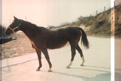 ��Ʈ����Ĺ ����