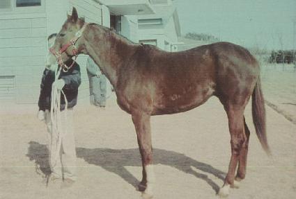 ����÷��� ����