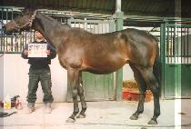 ������æƮ���� (BOLD ENCHANTRESS) ����