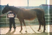 �´��� (MUNIZAH) ����