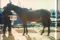 ��Ʈ�ο� (BATROYALE) ����