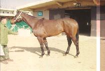 ī����Ƽ������ (CARSON CITY BLUES) ����