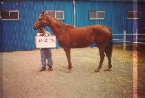 ���������� (MOLLIS AER) ����