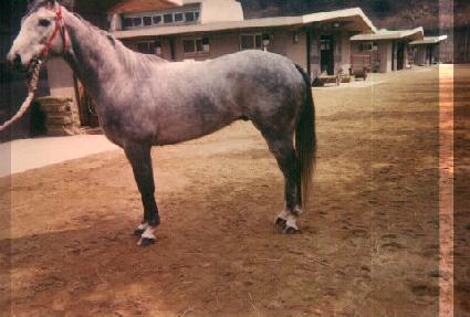 ���ĸƽ� ����