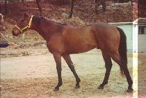 �󸮽� (SENLIS) ����