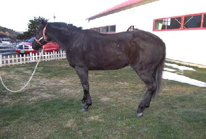 �ں��Ÿ�� ����