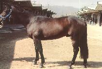 ���� (WOOLF) ����