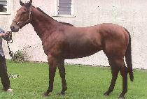 ��������Ʈ (WIN RESPECT) ����