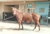 �ִ�ǳ (CHOEDAEPUNG) ����