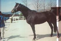 Ʈ���ҷ����� (TRIBULATOR) ����