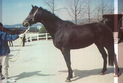 Ʈ���ҷ����� ����