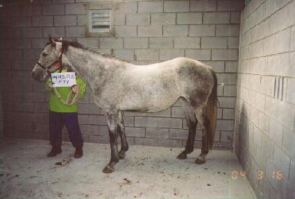 ���̷����� ����