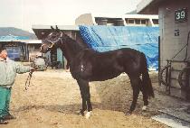 ����Ĺ (MAGIC CAT) ����