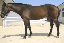 �������� (SUNGAN POKBAL) ����