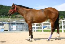 ��ȣ���� (GANGHO GADO) ����