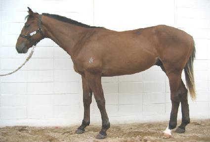 ������Ƽ ����