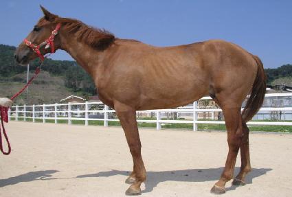 ��ں� ����