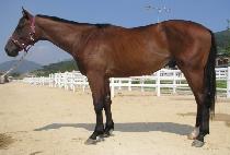 ������ (SEOKGANSONG) ����