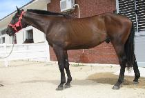 ����� (BAEGUNPO) ����