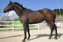 õ������ (CHEONHA JILJU) ����