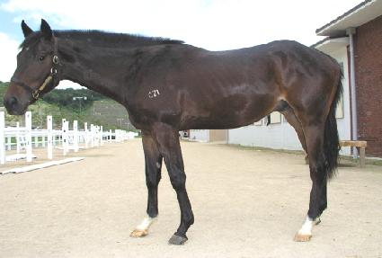 ����� ����