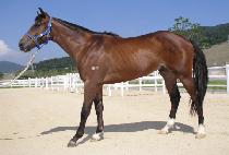 ���Ķ���̽� (NEW PARADISE) ����