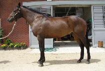 �÷��ø� (FLASHY MAN) ����