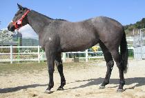 �絵�н� (SARDONYX) ����