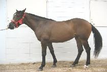 �ﺹ (HEUNGBOK) ����