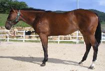 �������� (EURO JEPAE) ����