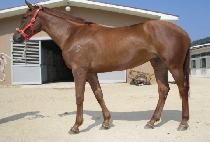 ��ö���� (GANGCHEOL GEOIN) ����