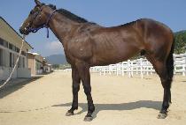 ���ױ� (DAEHANGGUN) ����