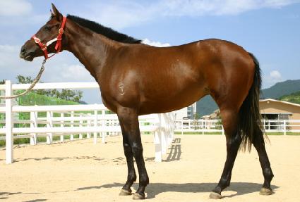 ���̾�Ʈ�� ����