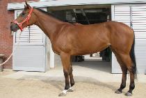 ��ġ�¸ŷ� (NEOMCHINUNMAERYEOK) ����