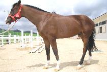 �ܵ��屺 (DANDOK JANGGUN) ����