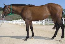 �ٽ��� (DASEUREUM) ����