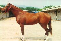 ��ǻ�� (LAPUTA) ����