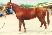 ������ (FOUR NINE) ����