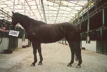 ���ͷ��� (SOIREE) ����