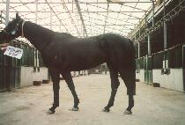 ����Ʈ�׸��� (LIGHTNING RIDGE) ����