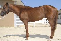 ������������ (FONZIE FONZERILLI) ����