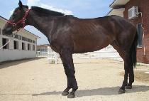 ��Ʈ�κ���Ŭ���� (STRAWBERRY CLASSIC) ����